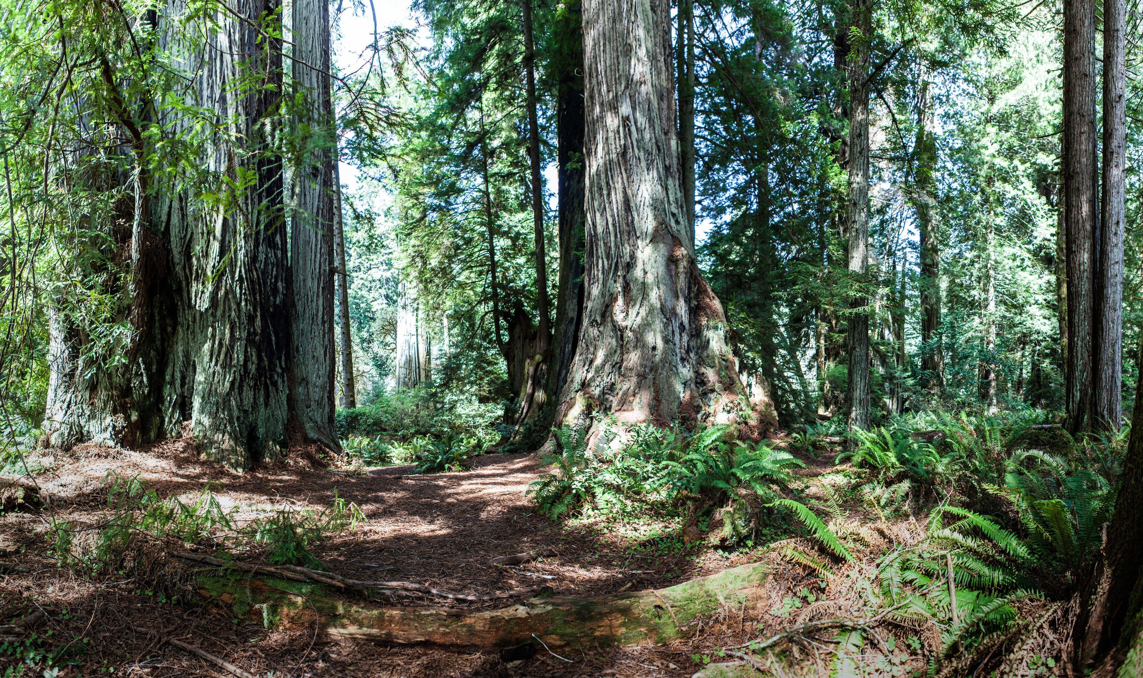 Holiday Inn Express Redwood National Park By Ihg Klamath Exterior photo
