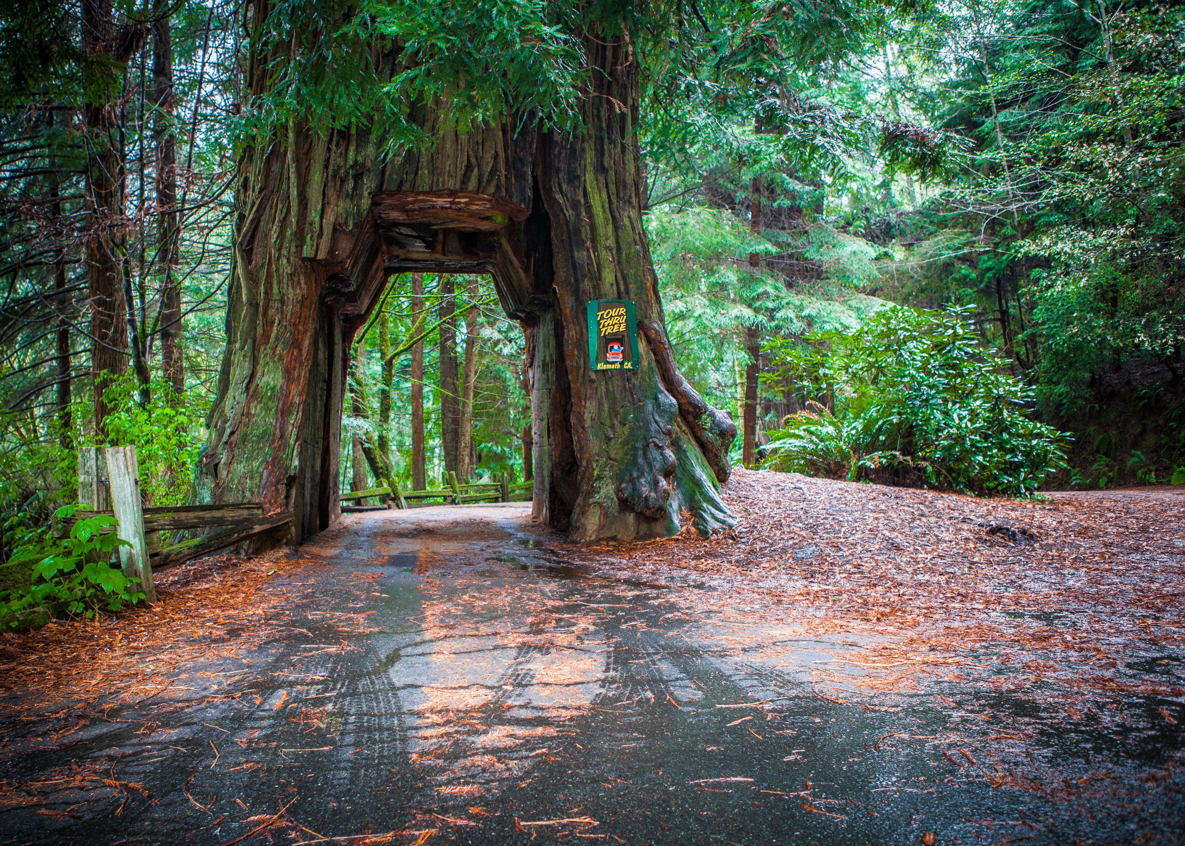 Holiday Inn Express Redwood National Park By Ihg Klamath Exterior photo